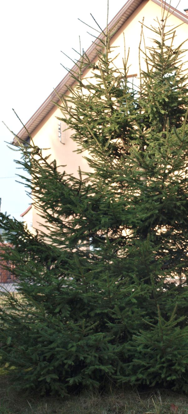 Picea abies