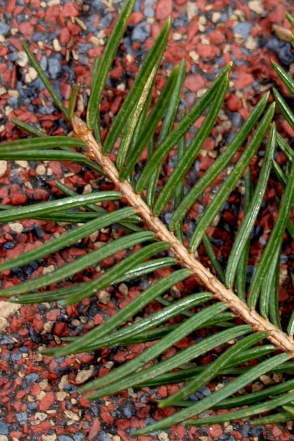 Picea abies
