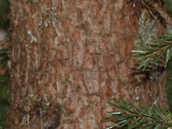 Picea abies