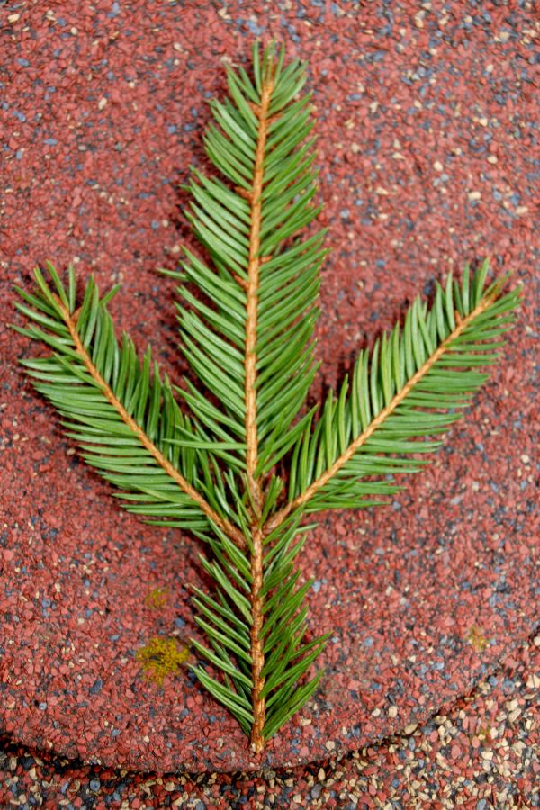 Picea glauca
