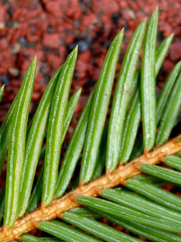 Picea glauca