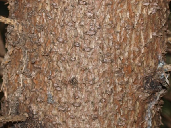 Picea glauca
