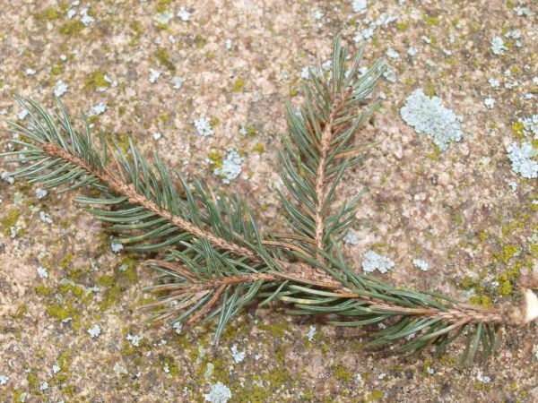 Picea omorika