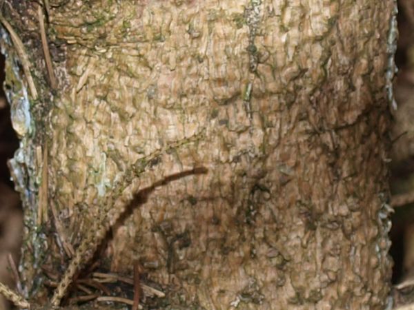 Picea omorika