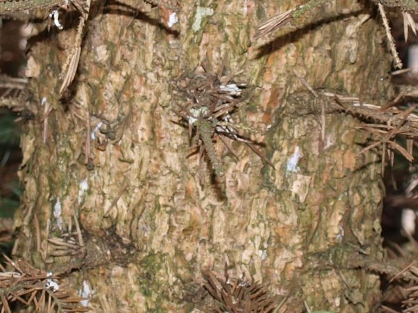 Picea pungens
